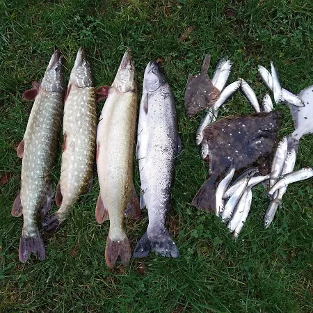 Risti Kodumajutus Homestay szállás *