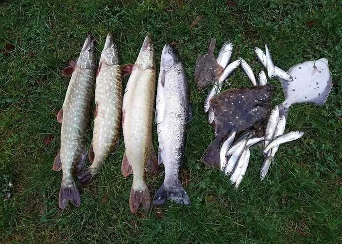 Risti Kodumajutus Homestay szállás *