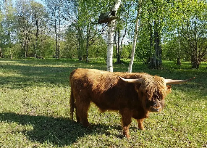 Risti Kodumajutus Homestay szállás *